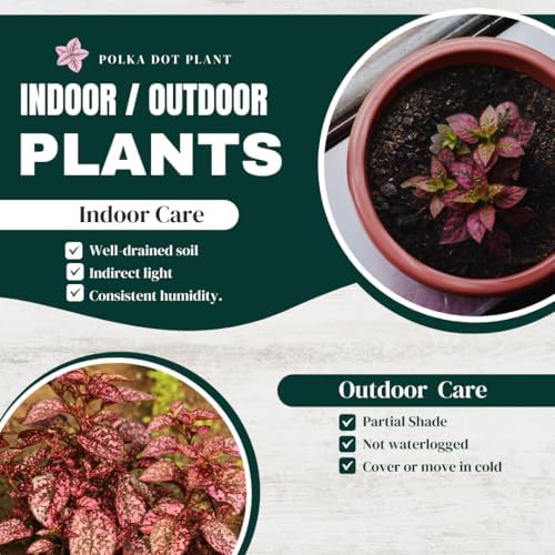 Polka Dot Plant (4-Pack) - Live Houseplants, Small Indoor Plants, Hypoestes Rose - Colorful, Air-Purifying House Plants - Image 2