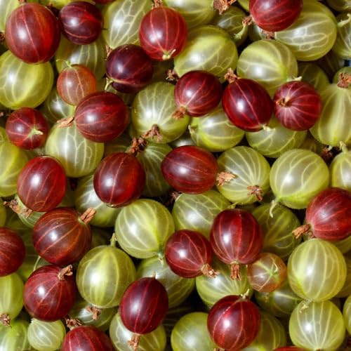 Gooseberry Plant Live, Outdoor Berry Plant, 5-9 Inch Tall - Image 6