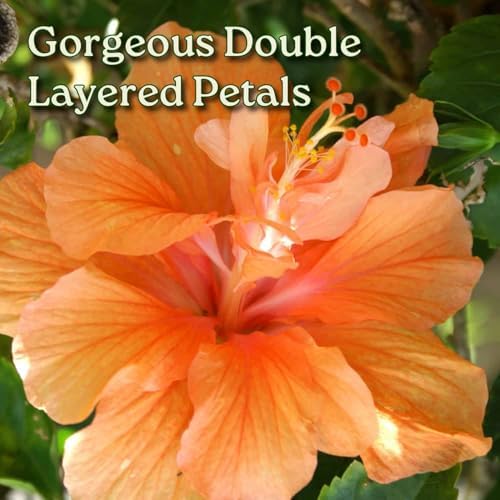Hibiscus Bush - Double Peach Flowering Plant Live - Overall Height 26" to 28" - Tropical Plants of Florida (Plant Only) - Image 2