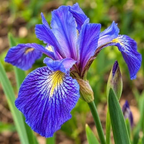 2 Blue Flag Iris Flower Live Plants - 3.5" Pots - Image 4