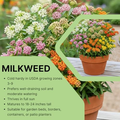 2 Random Milkweed Live Plants, Butterfly Garden Plant, 5-8 Inch Tall - Image 4