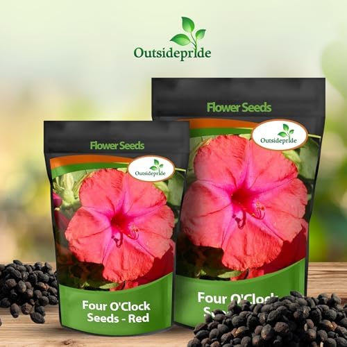 Outsidepride Red Four O'clock Flower Seeds - 1 lb Perennial Fragrant, Trumpet-Shaped Blooms, Deer-Proof & Easy to Grow, for Pollinator & Evening Gardens, Containers, Hedges, or Borders - Image 5