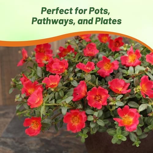 Outsidepride Scarlet Purslane Seeds for Planting - 100 Pcs Annual, Easy to Grow, Vitamin-Rich & Drought Tolerant Succulent Seeds for Culinary, Xeriscaping, Containers & Hanging Baskets - Image 5