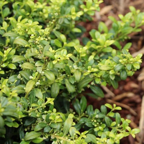 Brighter Blooms Soft Touch Holly Shrub, 1 Gallon - Image 2