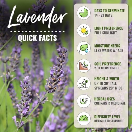 Seed Needs Spike Lavender Seeds to Plant an Herb Garden - 2 Packs - Image 4