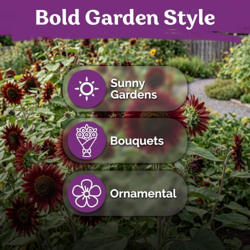 100 Velvet Queen Sunflower Seeds for Planting, Helianthus Annuus, Heirloom - Image 6