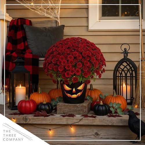 Chrysanthemum (Jack O' Lantern Deco Pot), Red Blooms, Live Fall Flowering Perennial, 15" Tall by 12" Wide in 3 Qt Pot - Image 7