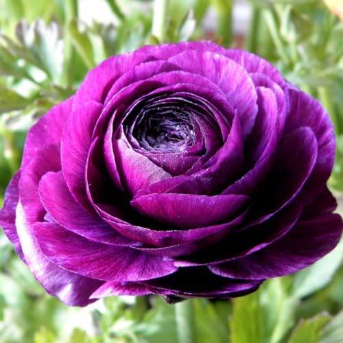 25 Purple Ranunculus Bulbs for Planting, Peony Perennial Flower - Image 5