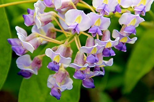 Blue Moon Wisteria Vine - Massive Foot Long Fragrant Flowers - Attract Hummingbirds - 2 - Year Plant by - Japanese Maples and Evergreens - Image 5