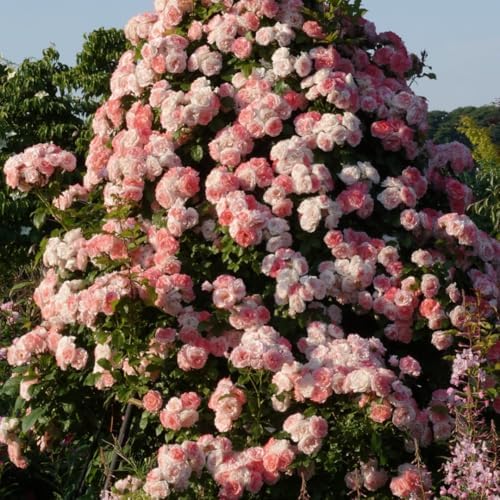 Light Pink Rose Live Plant, Bush, 5-10 Inch Tall - Image 3