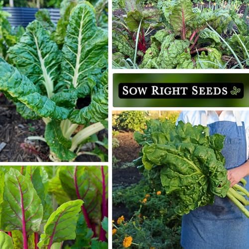 Sow Right Seeds - Swiss Chard Seed Collection for Planting Vegetable Garden - Image 4