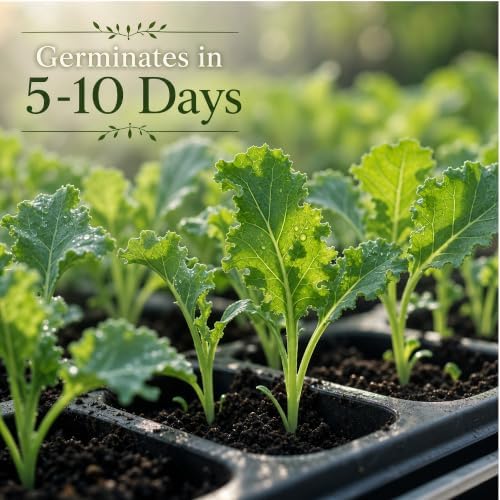 960+ Dwarf Kale Seeds for Planting -Heirloom Non GMO - Image 2