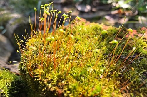Moss Ground Cover Plant Seed - 1000 Pcs Seeds by seedsofstrength
