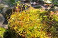 Moss Ground Cover Plant Seed - 1000 Pcs Seeds by seedsofstrength