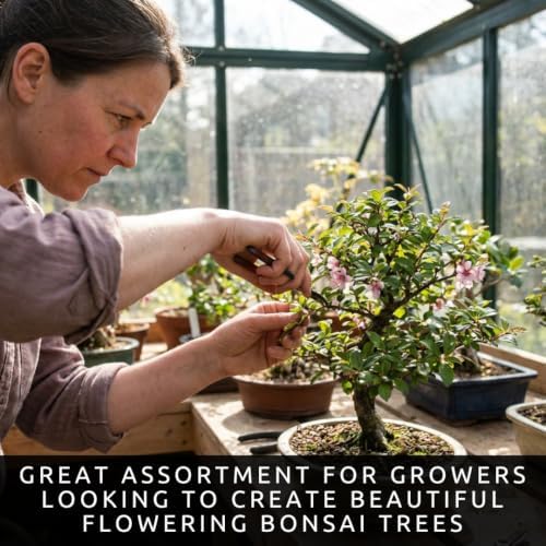Live Flowering Bonsai Tree Seedlings | 5 Variety Pack with Wisteria, Sand Cherry, Apple, Lilac & Golden Chain | 1-Year-Old Bare Root Starter Trees Collection - Image 2