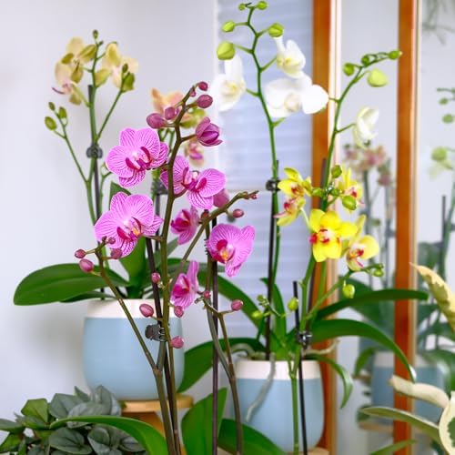 Premium Purple Live Orchid Plant Blooming in 3.5" Blue & White Orchid Pot, Live Plants, Houseplant Gifts, Approx. 16" Tall, Pet Friendly Houseplants, Phalaenopsis Moth Flower by Plants for Pets - Image 3