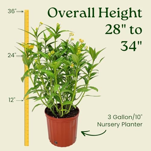 Live Yellow Milkweed Plant (Asclepias Curassavica) – 3 Gallon Pot, 28–34” Tall – Butterfly Host & Pollinator Attractor for Outdoor Gardens, Monarch Habitat Native Perennial, Grown in the USA - Image 3