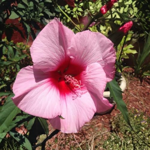 Pink Hibiscus Flower Live Plant, Large Bloom Shrub, 5-8'' Tall - Image 6
