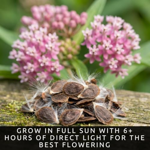 Swamp Milkweed Seeds – 100 Premium Seed Collection - Image 6