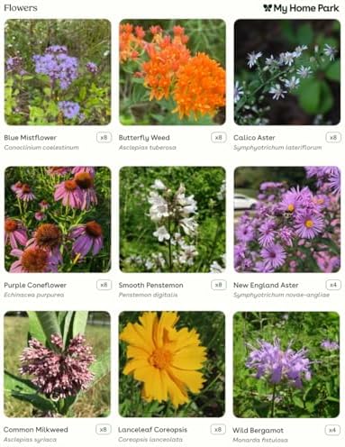 64 Live Outdoor Native Plants for Full Sun to Support Monarch Butterflies – Includes Purple Coneflower, Wild Bergamot, Butterfly Milkweed & More – Not Seeds – 4–8” Tall on Arrival – Easy to Grow - Image 3