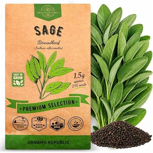 Sage Seeds Pack 1.5 G - Over 250 Non-GMO Heirloom Sage Seeds for Planting Herbs in Individual Seed Packet, Herbs Seeds for Planting Home Garden Indoor & Outdoor Gardening by OrganoRepublic
