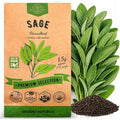 Sage Seeds Pack 1.5 G - Over 250 Non-GMO Heirloom Sage Seeds for Planting Herbs in Individual Seed Packet, Herbs Seeds for Planting Home Garden Indoor & Outdoor Gardening by OrganoRepublic