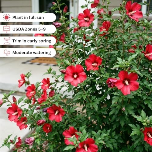 Red Rose of Sharon Live Plant, Vibrant Flowering Shrub, 8-10 Inch Tall - Image 5
