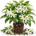 Star Jasmine Vine Live Plant, Patio Container Flower, 4-7 Inches by UIOTER