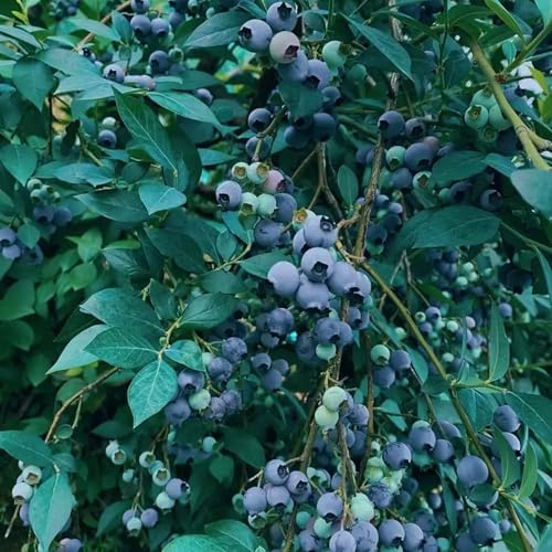 200pcs Dwarf Bonsai Blueberry Trees Seeds for Planting, Perennial Organic Sweet Gaint Blueberry Fruits Seeds, Non-GMO Heirloom Hummingbird Vine Pots Fruits Plants for Home Garden - Image 6