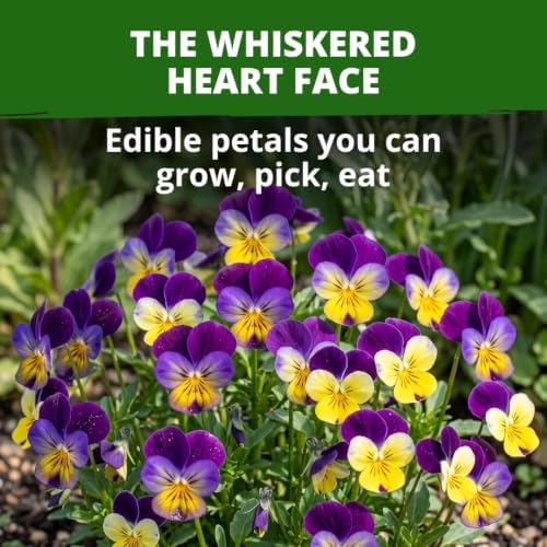 HOME GROWN Johnny Jump Up Helen Mount Seeds, 6,000 Seeds, Viola Tricolor - Image 2