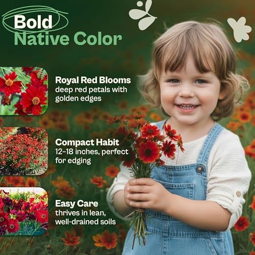 SVI 2500 Dwarf Red Plains Coreopsis Seeds (Coreopsis Tinctoria) - Calliopsis, Annual Wildflower, Non GMO Heirloom Seed - Flower Seeds in Seed Packets for Home Garden and Border, Outstanding Cut Flower - Image 3