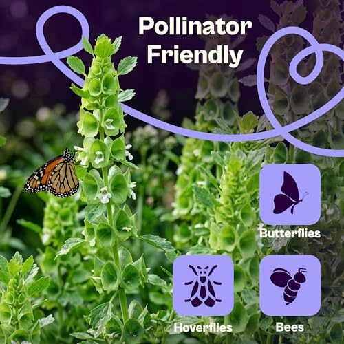 SVI 250 Bells of Ireland Seeds (Moluccella laevis) – Irish Bell Seed Packets, Green Bell – Cut Annual Flower Seeds Packets for Fresh or Dried Arrangements, Flower Garden, Containers, Outdoor Garden - Image 4