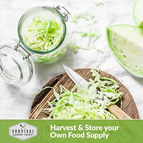 Jersey Wakefield Cabbage Seeds - Survival Garden Seeds (1 Pack) - Image 5