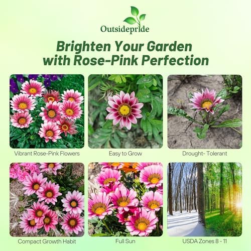 Outsidepride Kiss Rose Gazania Seeds for Planting – 50 Pcs Perennial, Low-Maintenance, Drought-Tolerant Ground Cover Seeds for Vibrant Summer & Fall Flowers, Great for Outdoor Gardens - Image 2