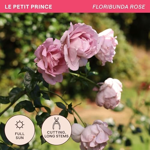Heirloom Floribunda Roses, Live Own Root Plant, Le Petit Prince® - Image 4