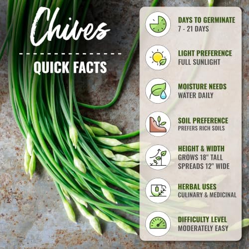 Seed Needs Garlic Chives Seeds to Plant an Herb Garden - 5 Packs - Image 4