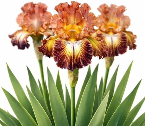 Easy to Grow Bearded Iris Paprika Fono 3 Plant Bulbs - Burgundy Red & Yellow Flowers Spring to Fall, Full Sun Low Maintenance Zones 3-10 by EasytoGrow