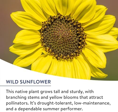 Burpee American Wild Wildflower Seeds | 25,000 Bulk Seeds, Multi, 1 Bag | 13 Varieties of Non-GMO Flower Seeds | Covers 1,000 Sq. Ft. | Grown in the USA - Image 3