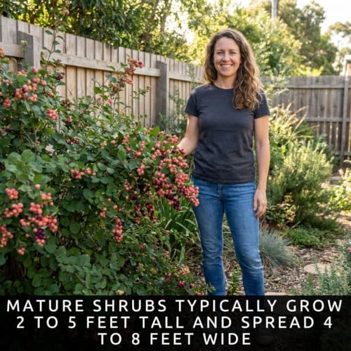 Coralberry Bush Seeds for Planting | 100 Seeds | Pink Berry Native Shrub - Image 5