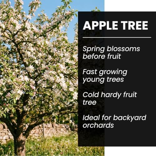 50 Apple Tree Seeds | Malus Domestica Fruit Tree Seeds for Planting - Image 6