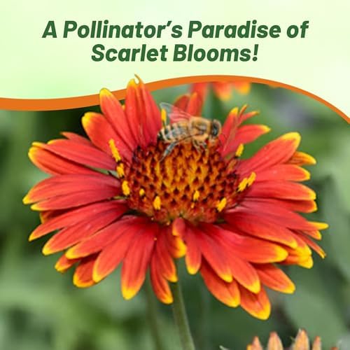 Outsidepride Gaillardia Aristata Arizona Red Shades Blanket Flower Seeds for Planting - 50 Pcs Perennial Wildflower Seeds, Drought-Tolerant for Xeriscaping, Pollinator Gardens, or Wildflower Mixes - Image 6