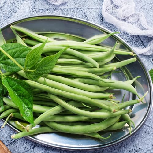 Green Bean Live Plant - 3-6 Inch Tall Bean Bush Seedlings in 4 Inch Pot - Image 5