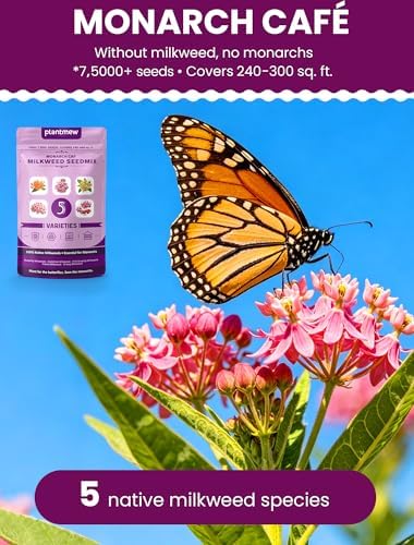 Wildflower Seeds – Monarch Cafe Milkweed Mix, 5 Heirloom Varieties 100% Native Milkweeds, 7,500+ Seeds (4oz) Covers 240-300 sq.ft., High Germination for Monarch Butterfly Garden - Image 2