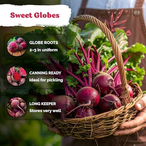 1,200 Detroit Dark Red Beet Heirloom Vegetable Seeds, Beta Vulgaris - Image 4