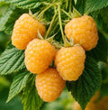 2 Golden Raspberry Plants – Live Fruit Bush (Rubus Idaeus) – Sweet Yellow Heirloom Raspberries – High Yield Berry Plant for Outdoor Gardens - Mild Honey Sweet Berries by CZGrain
