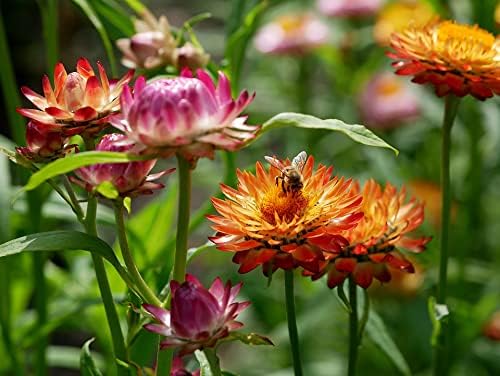Set of 50 Flower Seed Packets! Flower Seeds in Bulk, 15 or More Varieties Available! - Image 5