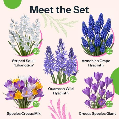 100 Mixed Spring Flower Bulbs for Fall Planting Flower Garden - Image 7