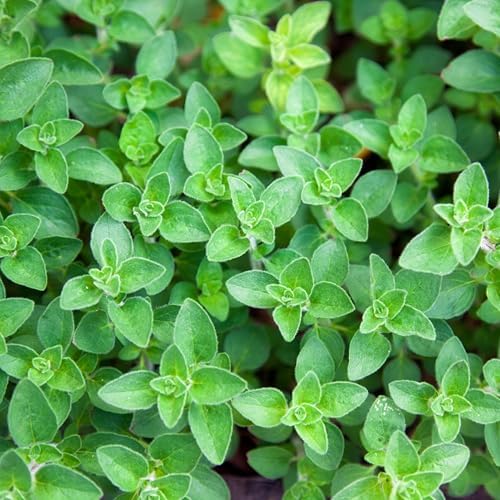 Organic Common Italian Oregano Seeds - USDA Organic, Non-GMO, Open Pollinated, Heirloom (5 Packets - 2.5 Grams - Approx 2250 Seeds) - Image 2