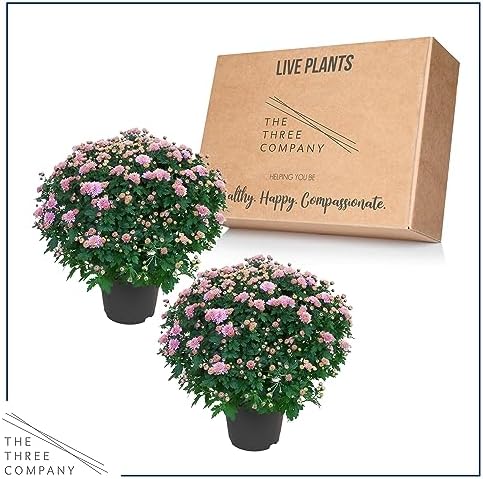 Chrysanthemum (2 Pack) - Pink Blooms, Live Fall Flowering Perennial, 13" Tall by 12" Wide in 3 Qt Pot - Image 5