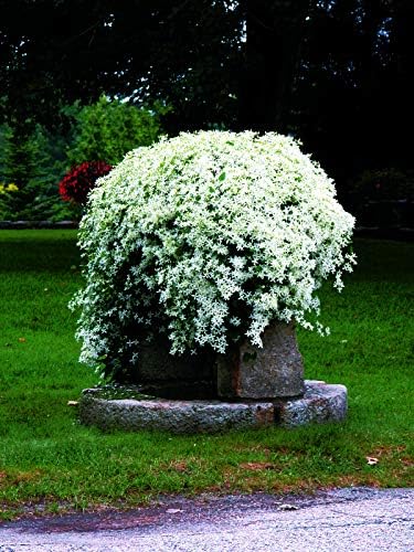 Clematis paniculata (Sweet Autumn Clematis) Perennial, white flowers, 8`` - Size Container - Image 3